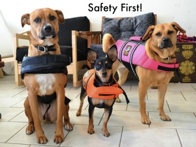 cute-dog-picture-safety-first