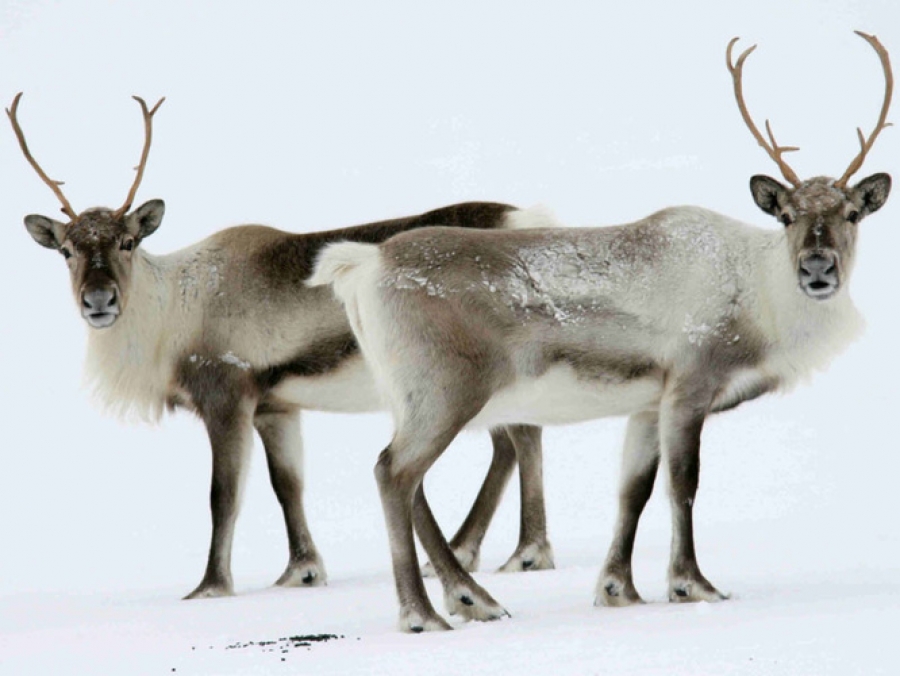 Icelandic reindeer - Animal Fair