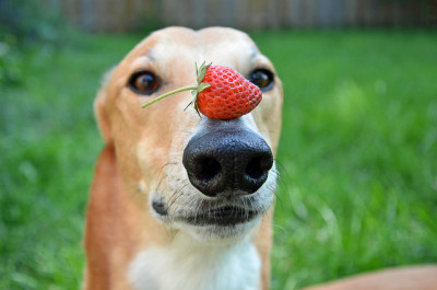 dog-and-strawberry