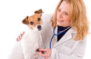 Dogs need check-ups too!