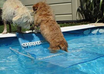 dog-pool-ramps
