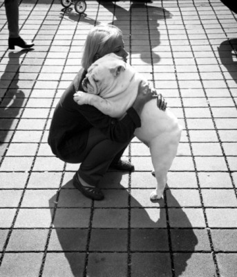 gjtqx-english-bulldog-hug