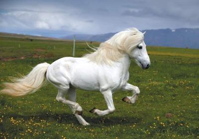 An Icelandic horse has shorter hair during the warmer months, but grows a thick fuzzy coat in the winter. 