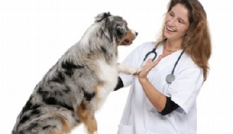 Australian Shepherd giving its paw to a vet