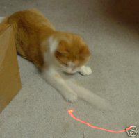 laserpointercat