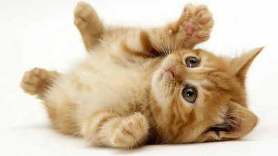 little_cute_cat_1920x1080