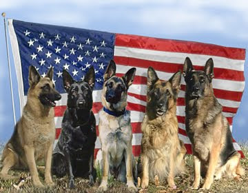 military_dogs