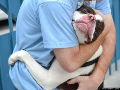 Unfortunately, you might have to hug your pit bull goodbye if you see a UK getaway in your future.