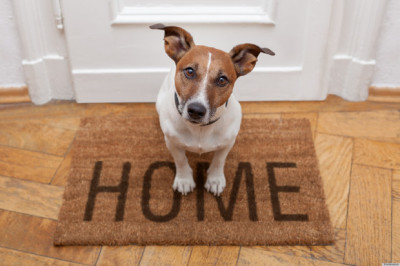 pet-home-tips-01-620x413