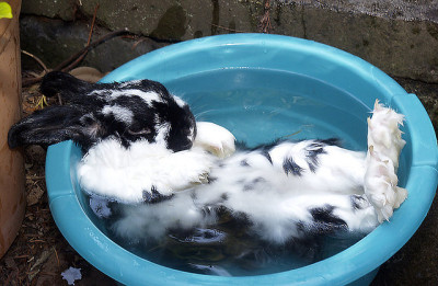 rabbit relaxing bath
