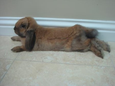 stretched out bunny