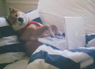 dog on laptop