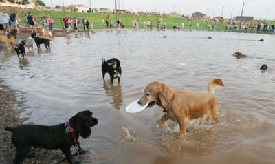 137090 gr-park0802 -- Dogs have fun at Cosmo Park during the parks grand opening, in Gilbert, Saturday, July 29, 2006. Cosmo Park is a 17-acre dog park featuring many amenities for people and pets. Photo by Deirdre Hamill