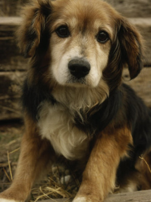 Mutts are beautiful, too! Look at this fella - all different kinds of cute!