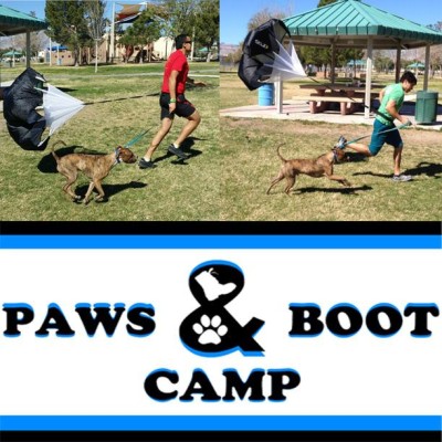 PawsBootcamp_pic_sized