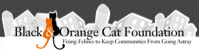 black_and_orange_cat_foundation