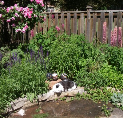 cat-gardening