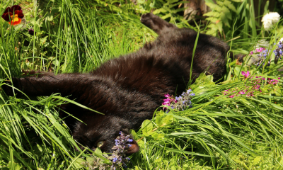 cat_in_the_grass