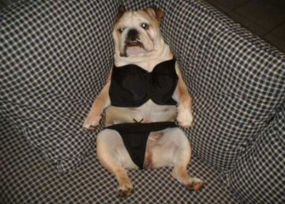 dog-bikini
