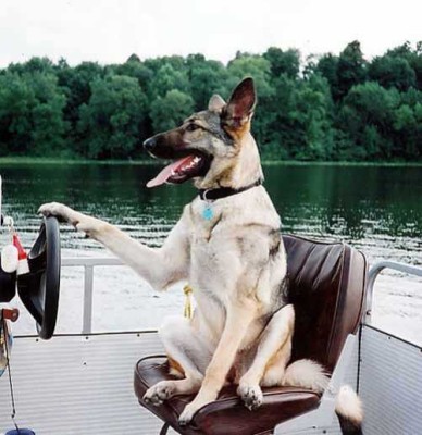 dog-boat-dog