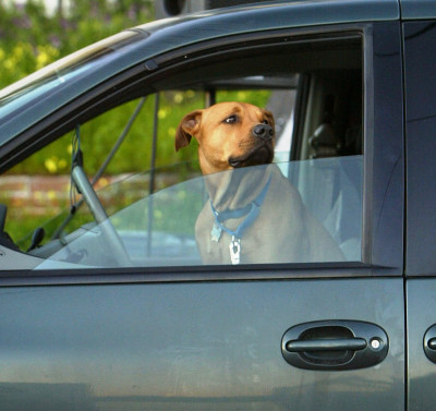 dog-car-justinsullivan