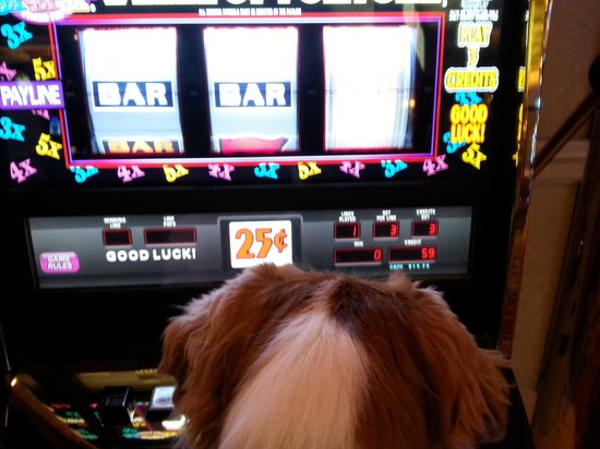 Dog Casino