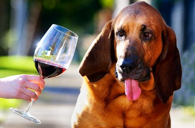 WINE is NOT good for Dogs!