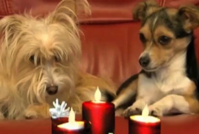 dogs-dinner-candles