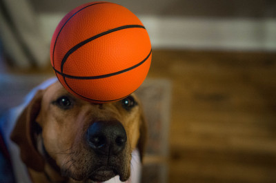 This pooch will be heading to the Harlem Globetrotters at this pace!
