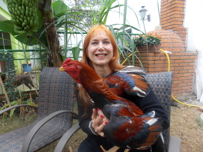 George the rooster was adopted at the São Paulo gay parade! 