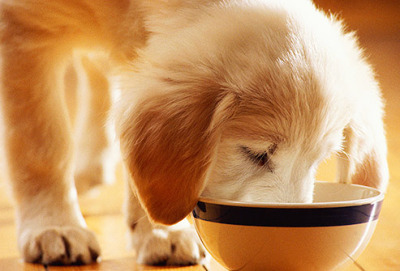 puppy eat from bowl