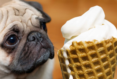 jiu_rf_photo_of_sad_dog_and_ice-cream