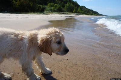 Rescue a dog to hang out with on the Hamptons' relaxing beaches!