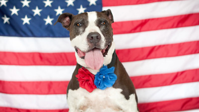 red-white-blue-dog