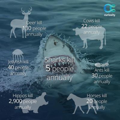 shark death statistic