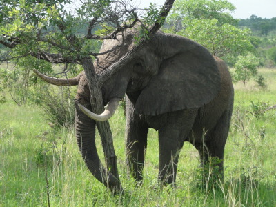 elephant and tree