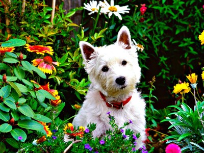 dog-in-garden