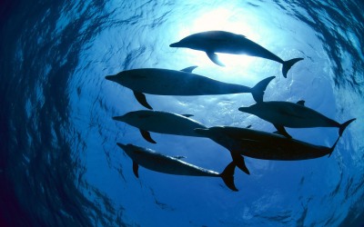school-of-dolphins