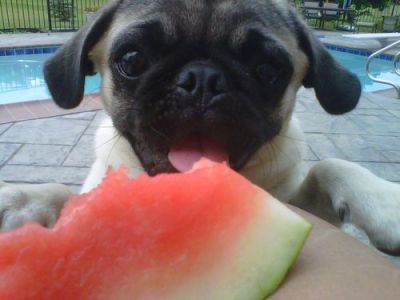 watermelon pug