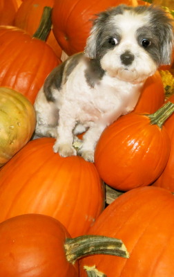 pumpkin baby howloween halloween dog cute