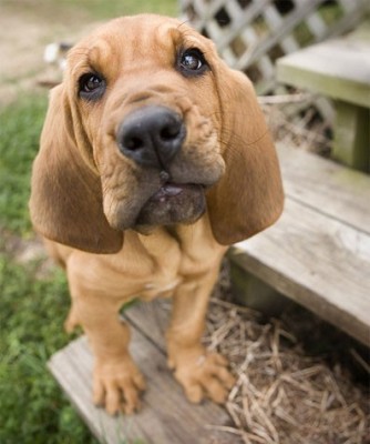 Bloodhound pup