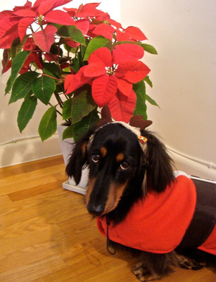 Dog-with-Poinsettia