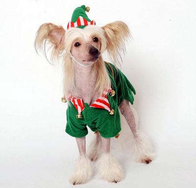 Dog dressed as an elf
