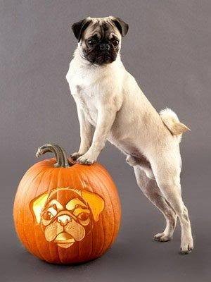 Halloween pug