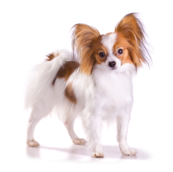 Smart papillon