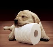 Puppy with toilet roll