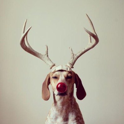 Dog dressed as Rudolph