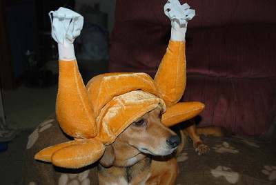 Dog dressed as Turkey