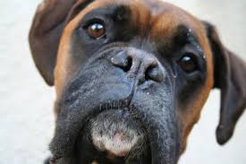 Boxer Dog