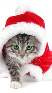 Cat with a Santa suit on